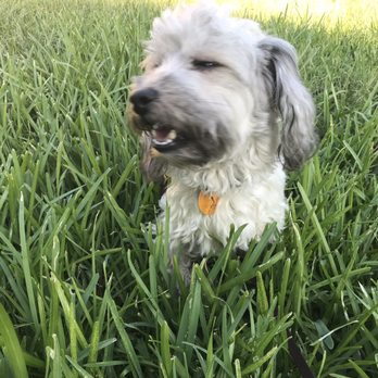 Otsana K9 Training - Doggy bloopers! - Pet Training Near Me Otsana K9 Training - Doggy bloopers! - Pet Training Near Me