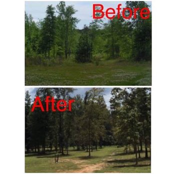 Treeline Forestry Mulching - Tree Services Near Me Treeline Forestry Mulching - Tree Services Near Me