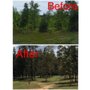 Photo of Treeline Forestry Mulching