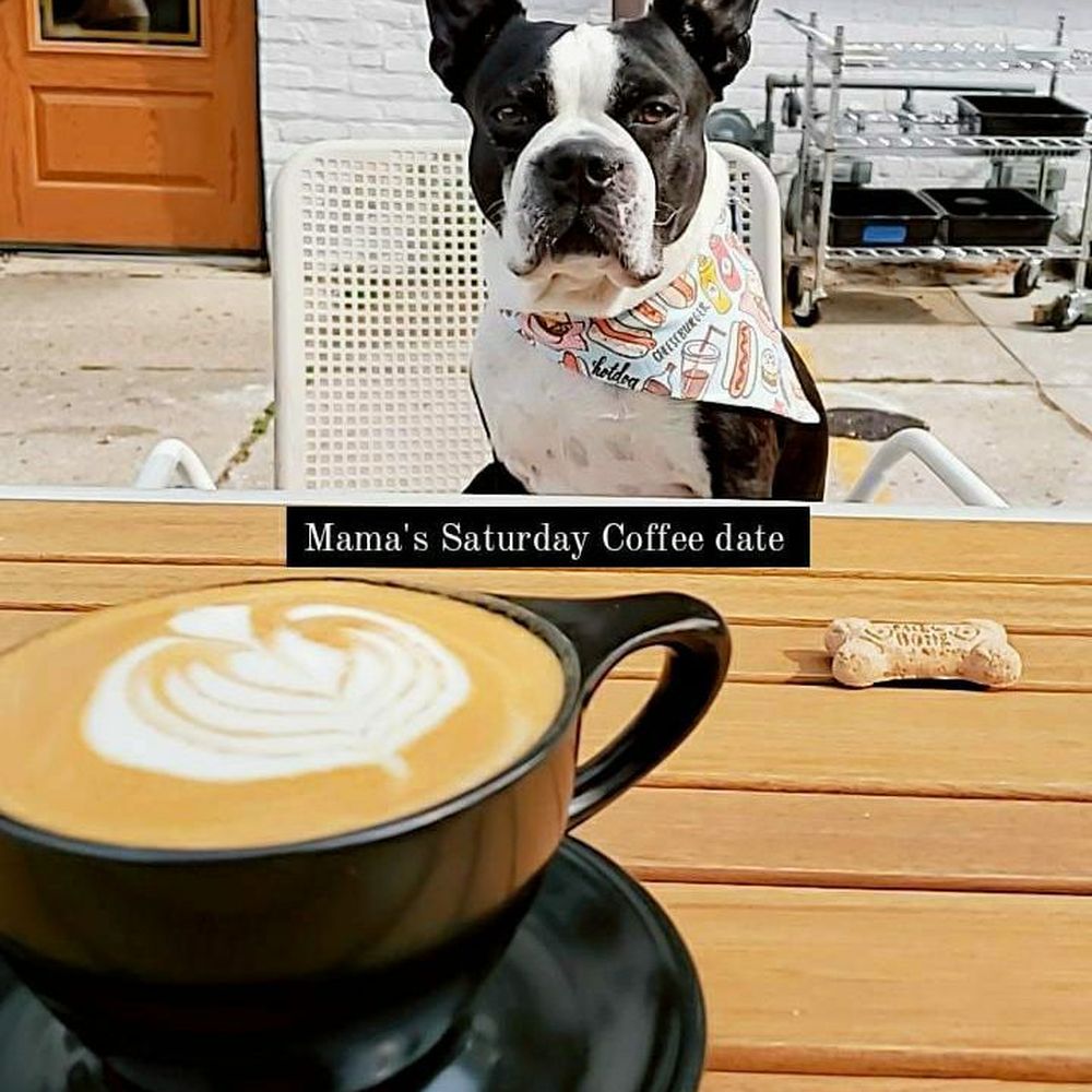 Interval - Lavender latte date with the pup - Cafes Near Me - Milwaukee, Wisconsin