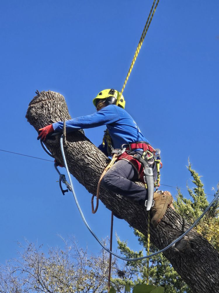 Almaraz Tree Services - tree service in Garland, TX