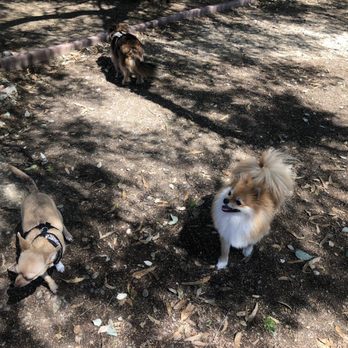 Ed R. Levin County Park - New friends :) - Dog Parks Near Me - Milpitas, California Ed R. Levin County Park - New friends :) - Dog Parks Near Me - Milpitas, California