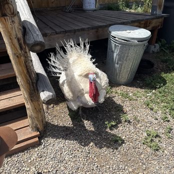 Specimen Creek Outfitters - The friendly turkey - Horseback Riding Near Me - Gardiner, Montana Specimen Creek Outfitters - The friendly turkey - Horseback Riding Near Me - Gardiner, Montana