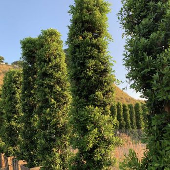 The Standard Design Group - Nurseries & Gardening Near Me - Vista, California The Standard Design Group - Nurseries & Gardening Near Me - Vista, California