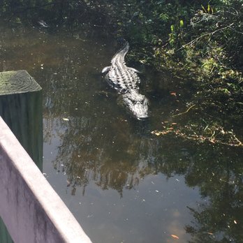 Largo Central Park Nature Preserve - Gator in Largo Central Park Nature Preserve - Hiking Near Me - Largo, Florida
