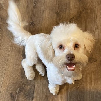 Pawtastic Pet Salon - Cheddar - Pet Groomers Near Me - Rancho Cordova , California Pawtastic Pet Salon - Cheddar - Pet Groomers Near Me - Rancho Cordova , California