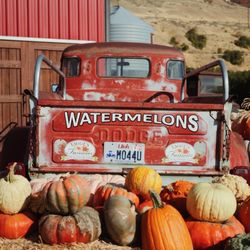 Tagge's Famous Fruit and Veggie Farm