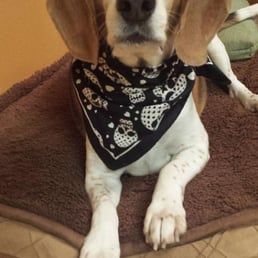 Fred loves it at Linda's Four Paw Spa! He always looks great and they spoil him rotten! =)