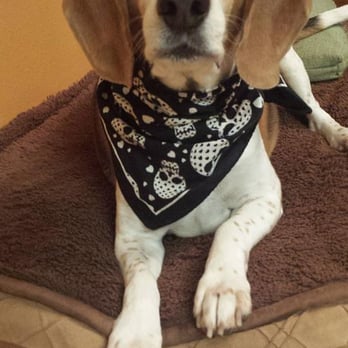 Linda's Four Paw Spa - Fred loves it at Linda's Four Paw Spa! He always looks great and they spoil him rotten! =) - Pet Groomers Near Me - Marysville, Washington