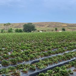 Temple Terrace Farmers Market - Parking lot facing strawberry picking farm
