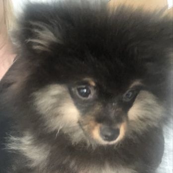 Great Pups Dog Training - Pet Training Near Me Great Pups Dog Training - Pet Training Near Me