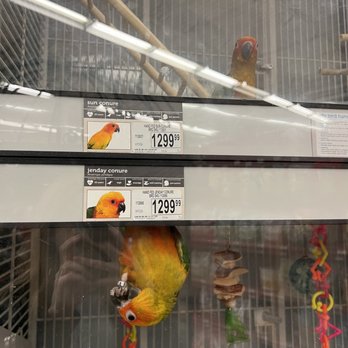Petco - Conures on the other side - Pet Stores Near Me - Reno, Nevada