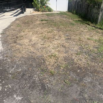Florida Pest Control - The start of the dying of my lawn after the wrong treatment was applied to the Bahia. - Pest Control Near Me - Crystal River, Florida Florida Pest Control - The start of the dying of my lawn after the wrong treatment was applied to the Bahia. - Pest Control Near Me - Crystal River, Florida