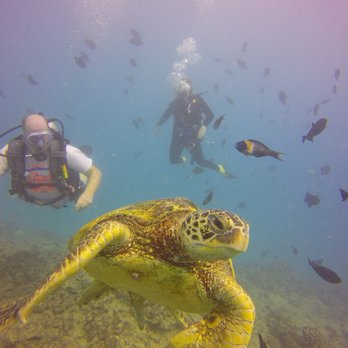 Oahu Diving - One of the turtles we saw while diving. - Scuba Diving Near Me - Honolulu, Hawaii Oahu Diving - One of the turtles we saw while diving. - Scuba Diving Near Me - Honolulu, Hawaii