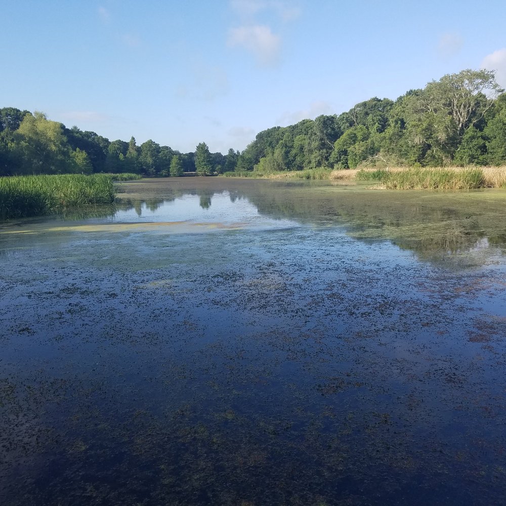 Brazos Bend State Park - Elm Lake - Parks Near Me - Needville, Texas