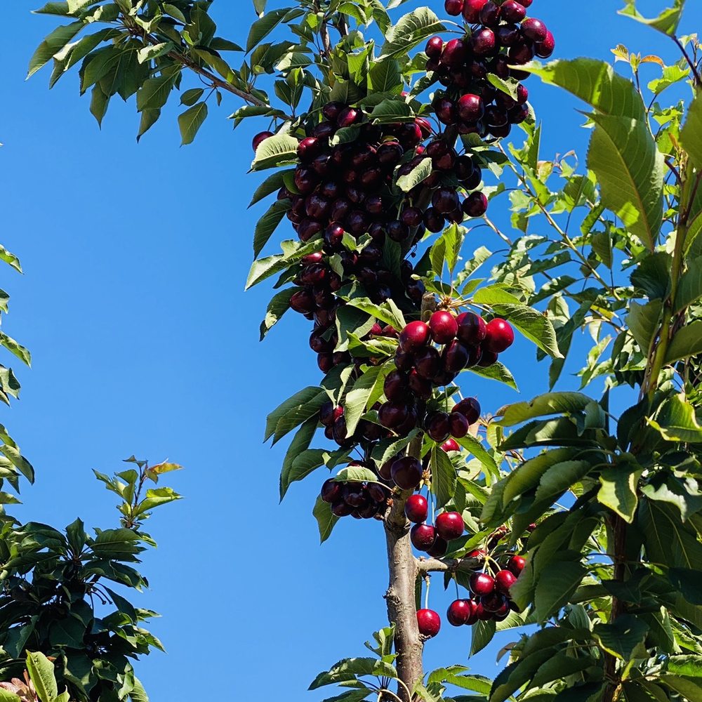 a cluster of cherries on a tree