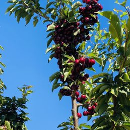 a cluster of cherries on a tree