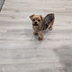 Molly N' Me Dog Grooming - Molly ( the owner) is checking out her momma making sure she does the best job possible