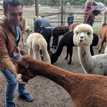 Cascade Rose Alpacas - Petting Zoos Near Me - Carnation, Washington