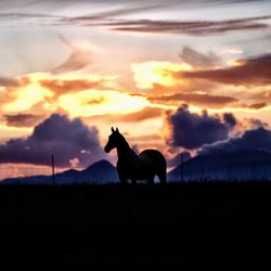Sunset Ride Vineyards