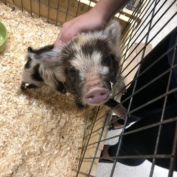 Wagon Train Feed and Pet - Pet Stores Near Me - Orange, California Wagon Train Feed and Pet - Pet Stores Near Me - Orange, California