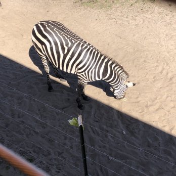 Showcase of Citrus - Zebra from the 4x4 tour - Attraction Farms Near Me - Clermont, Florida