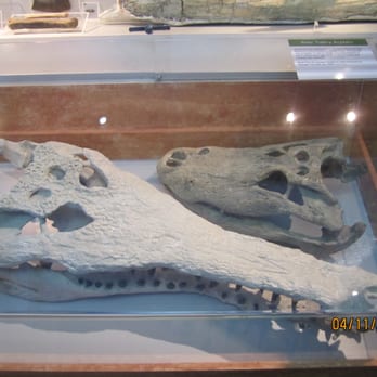 Polk County History Center - When the area was covered by shallow seas, the gators were REALLY big as compared to their modern, smaller relatives! - Landmarks & Historical Buildings Near Me - Bartow, Florida Polk County History Center - When the area was covered by shallow seas, the gators were REALLY big as compared to their modern, smaller relatives! - Landmarks & Historical Buildings Near Me - Bartow, Florida