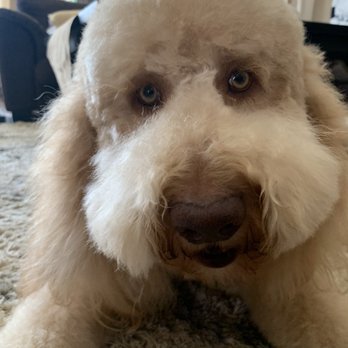 Awesome Pawsome Pet Salon - Oliver bear, my amazing Labradoodle - Pet Groomers Near Me - Moore, Oklahoma