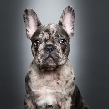 DogExpression - Pet Photography Near Me