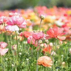 Sandra K Realtor - Nature's vibrant palette at Carlsbad Flower Fields: where life blossoms and memories bloom.