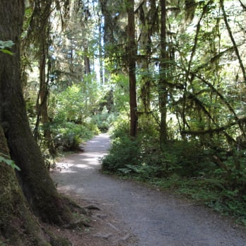 Hoh Rainforest - nice trail, a bit dry for a rainforest - Hiking Near Me - Forks, Washington Hoh Rainforest - nice trail, a bit dry for a rainforest - Hiking Near Me - Forks, Washington