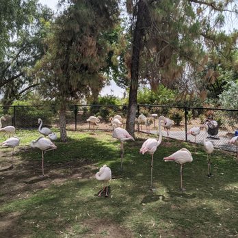 Phoenix Zoo - Flamingos - Zoos Near Me - Phoenix, Arizona Phoenix Zoo - Flamingos - Zoos Near Me - Phoenix, Arizona