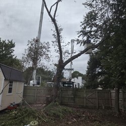 Mike's Tree Service - Bye by tree