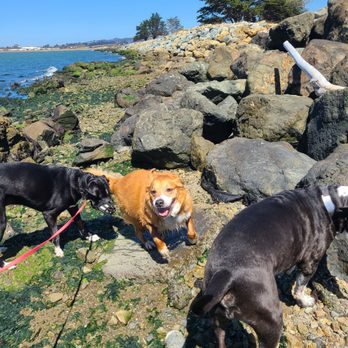 East Bay Dogs - Gidget, Maggie, and Rocket enjoying Pt. Isabel today! - Dog Walkers Near Me East Bay Dogs - Gidget, Maggie, and Rocket enjoying Pt. Isabel today! - Dog Walkers Near Me
