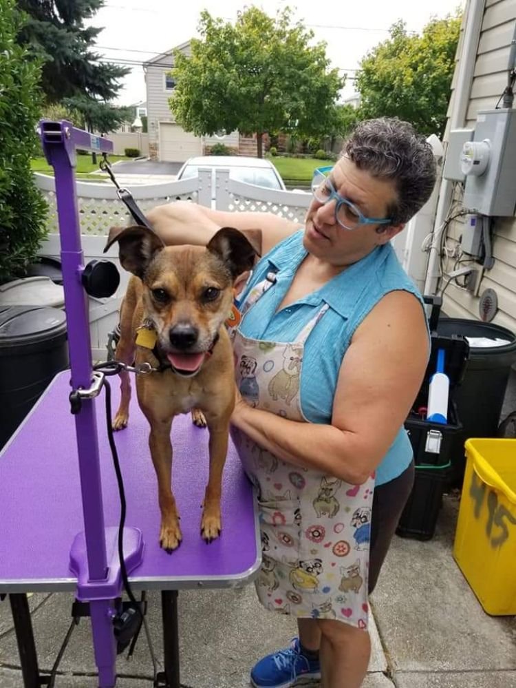 VERA’S DOG GROOMING West Babylon, New York Pet Groomers Phone