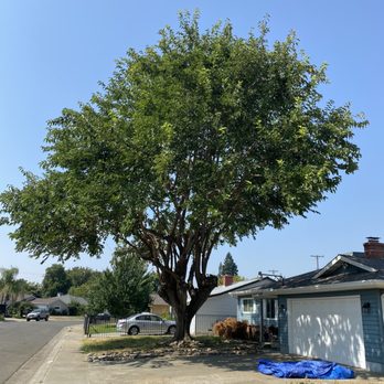 Bojorquez Tree Service - After angle 1 - Tree Services Near Me