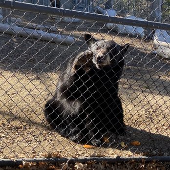 Wildhaven Ranch - Here are the beautiful female bears there, living their best life - Zoos Near Me - Cedar Glen, California Wildhaven Ranch - Here are the beautiful female bears there, living their best life - Zoos Near Me - Cedar Glen, California