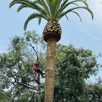 Am Tree Service’s - Tree Services Near Me - Concord, California Am Tree Service’s - Tree Services Near Me - Concord, California