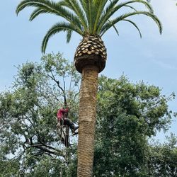 Am Tree Service’s