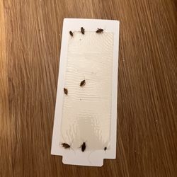 Washington Place Apartments - Roaches