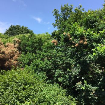 Arnold Arboretum - Parks Near Me - Boston, Massachusetts Arnold Arboretum - Parks Near Me - Boston, Massachusetts
