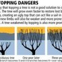 Photo of Elite Tree Care
