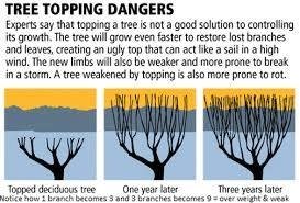 Elite Tree Care - tree service in Bothell, WA