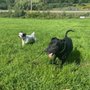 Photo of Claire's Dog Camp