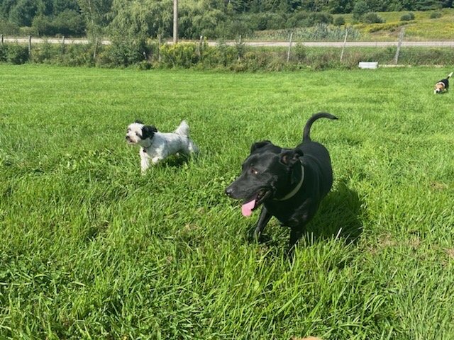 Claire's Dog Camp - pet boarding facility in Morrisville, VT
