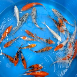 Black River Koi