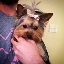 Dog Stylists - Yorkie Kennel cut with a top knot