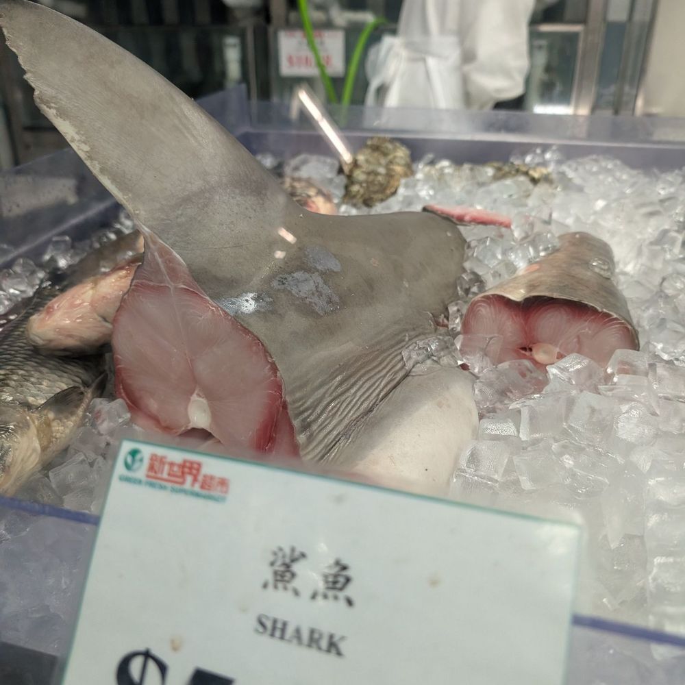 Green Fresh Supermarket - Shark... - International Grocery Near Me - Ottawa, Ontario Green Fresh Supermarket - Shark... - International Grocery Near Me - Ottawa, Ontario
