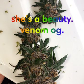 Orange Coast Clones - Venom OG from the farm, Humboldt Seed Company. Pheno hunted by the owners. - Nurseries & Gardening Near Me Orange Coast Clones - Venom OG from the farm, Humboldt Seed Company. Pheno hunted by the owners. - Nurseries & Gardening Near Me