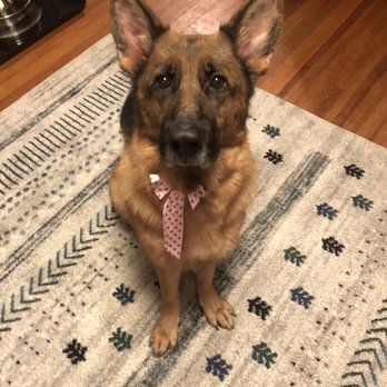 Bruce's Pet Grooming - My baby all clean and happy at home after her visit with Julia! - Pet Groomers Near Me - East Providence, Rhode Island